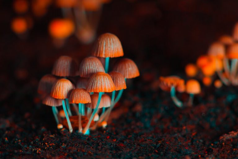 What Does Decriminalizing Magic Mushrooms Actually Mean? WIM