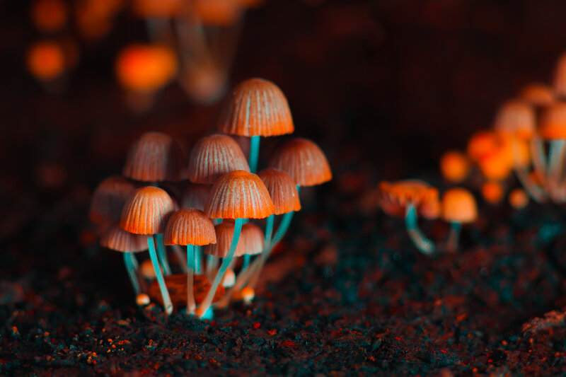What Does Decriminalizing Magic Mushrooms Actually Mean?