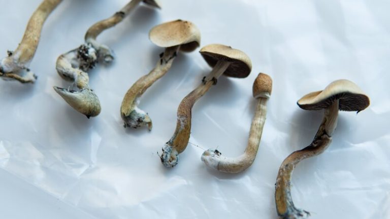 How Long Do Shrooms Stay in Your System?